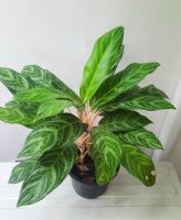 ไม้มงคล อโกลนีมา (Aglaonema)