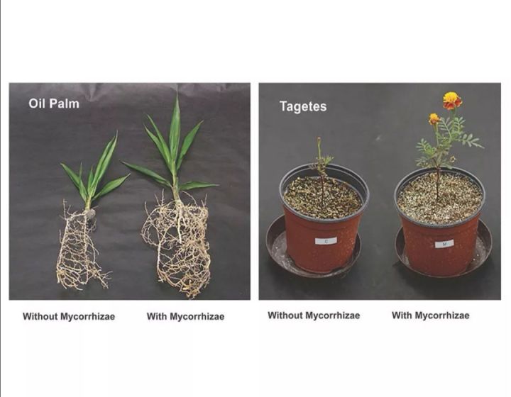 ไมคอร์ไรซ่า-mycorrhiza-เชื้อราไมคอร์ไรซ่า-จุลินทรีย์เชื้อราชีวภาพกระตุ้นพืชโตเร็ว-1-kg-ปฐมอโศก