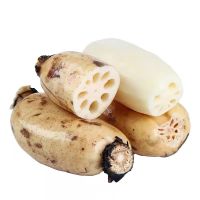 รากบัวจีน1kgสด เนื้อแน่น อวบอิ่ม(Lotus root)新鲜莲藕 รากบัวสด กรอบ หวาน อร่อย?พร้อมส่ง ทำอาหารได้หลากหลายเมนูทั้งคาว ทั้งหวาน ต้มน้ำรากบัว