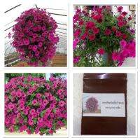 เมล็ด ดอกพีทูเนียเตี้ย สีชมพูบานเย็น ( petunia flower  fuchsia pink seed ) บรรจุ 200 เมล็ด