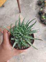 Aloe Humilis. อโลประกายฟ้า หน่อเยอะ