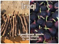 มะเดื่อฝรั่ง กิ่งสดมะเดื่อฝรั่งอิรักกี้ ชุด4กิ่ง100บาท/iraqi figs cuttings,set4pieces100฿