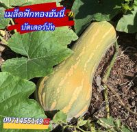 เมล็ดฟักทองฮันนี่ บัตเตอร์นัท 10เมล็ด Honey Pumpkin  พันธุ์ F1เมล็ดนำเข้า