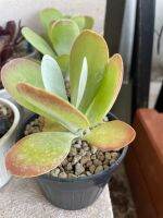 Kalanchoe Luciae หอยเชลล์ กุหลาบหิน Succulent ล้นกระถาง