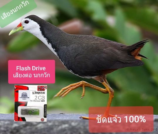 เสียงนกกวัก-นกกวัก-เสียงต่อ-นกกวัก-flash-drive-mp3