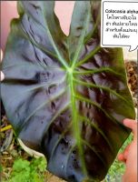 ต้นโคโลคาเซีย อโลฮ่า Colocasia​  aloha, ต้นปลายไหล10_15​ซ.ส่งแบบห่อราก