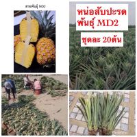 หอมสุวรรณ [ชุดละ20ต้น] สับปะรดMD2 หน่อสับปะรดพันธุ์MD2 ต้นสับปะรด,หน่อสับปะรด พันธุ์MD2