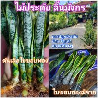 ?ต้นลิ้นมังกร เขียว,เหลือง