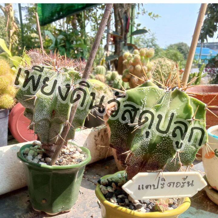 ถุงละ5กิโล100บาท-สูตร-4-ดินปลูกแคคตัส-ดินปลูกกระบองเพชร-ถูกกว่าผสมเอง-แกะใช้งานได้เลย-ปลูกไม้ด่างไม่กลายเขียว-ปลูก-กระบองเพชรกินได้-ฮาโวเทีย-ยิมโน-ไม้อวบน้ำ-โอพันเทีย-แมมมิลลาเรีย-ถังทอง-แมมนกฮูก-แมมล