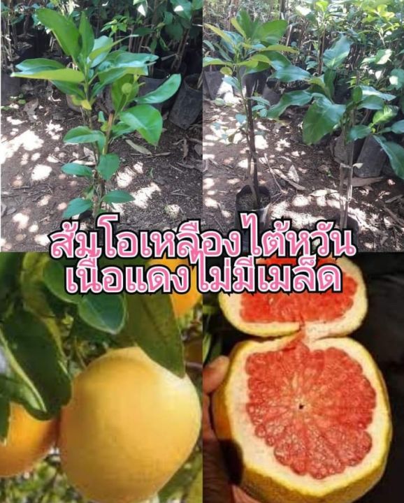#ต้นส้มโอเหลืองไต้หวัน เปลือกสีเหลืองเนื้อสีแดง ต้นส้มโอไต้หวัน เป็นไม้ยืนต้นทรงพุ่มแผ่กว้าง ผลกลมเปลือกสีเหลือง เนื้อสีแดงอมชมพูเข้ม รสชาติหวานกรอบอร่อย ต้นส้มโอไต้หวันเหมาะทุกสภาพอากาศ ปลูกง่ายปลูกได้ทุกพื้นที่
ขนาดต้นสูงประมาน 60-70 ซม.