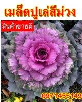 เมล็ดปูเล่สีม่วงอเมริกา20เมล็ดใบใหญ่ทรงสวยสีสด