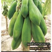 เมล็ด มะละกอ แขกดำ ( Papaya Seed ) ลูกผสม F1 เรด โนวา บรรจุ 10 เมล็ด