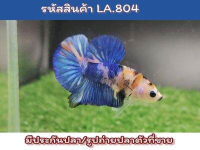 ปลากัดนีโม่กาแล็คซี่ เพศผู้ ขนาด1.4-1.5นิ้ว