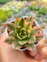 Aeonium sweet tea variegated ไม้อวบนำ้ น่ารักๆ กระถาง 2 นิ้ว