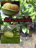 ส้มโอขาวน้ำผึ้งต้นพันธุ์สูง 40-50 เซนติเมตร รากแน่นต้นพันธุ์แข็งแรงพร้อมปลูกปลูกติเปมชชนดง่ายโตไวออกผลเร็ว