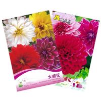 เมล็ด ดอกรักเร่ คละสี 30 เมล็ด  เมล็ดรักเร่ Dahlia Color Mix