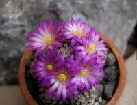 ไม้กราฟแมมเฮอนันเดส Mammillaria Hernandezii