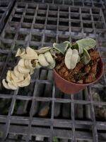 Hoya compacta white