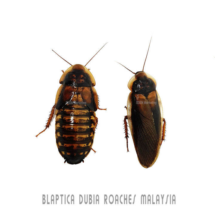 Image showcasing Dubia Roaches Breeding Colony | Lazada