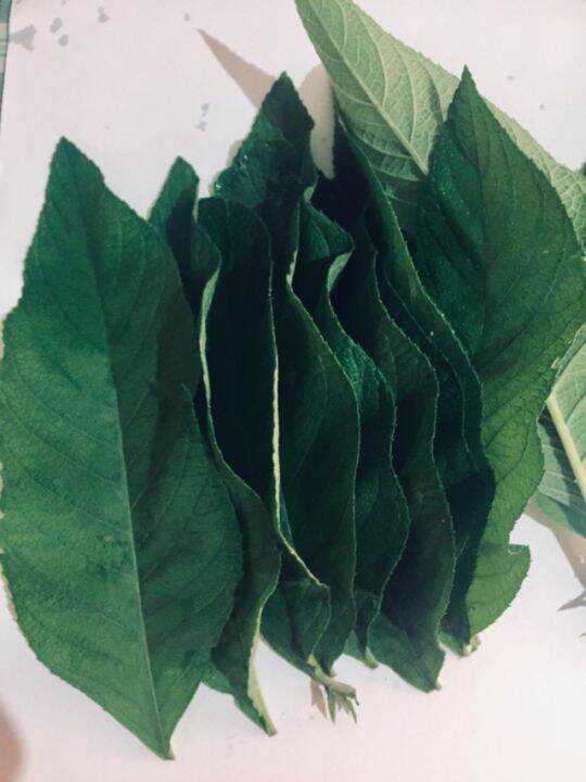 Sambong Leaves/Freshly Picked | Lazada PH