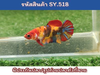 ปลากัดนีโม่ เพศเมีย แม่พันธ์สีสดตัวโตไข่แน่นๆพร้อมรัด ขนาด1.4-1.5นิ้ว ** ลูกค้าที่กดติดตามร้านอย่าลืมกดคูปองส่วนลด 10 บาทนะ**