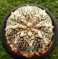 แอสโตรวี Astrophytum V Type ไซส์ใหญ่แม่พันธุ์สวยๆ