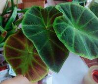 บอน มเหศวร colocasia hetershoma dark shadowsของหายากบอนไทยแท้พื้นบ้านประจำถิ่น