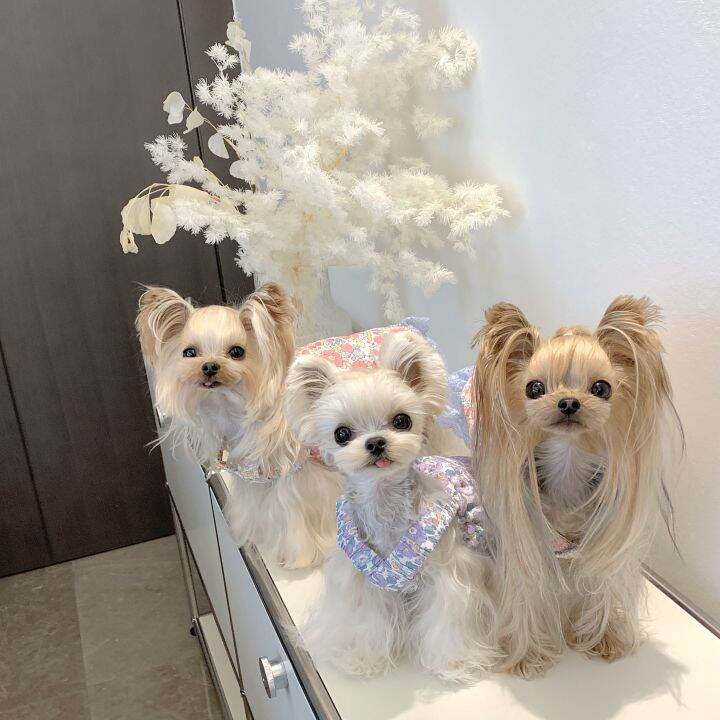 Ycancan Clearance Original 109 Autumn and Winter Pet Quilted to Keep