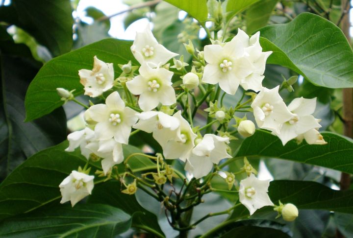 ต้นชมนาด-ดอกสีขาวดอกหอม-ติดดอกดก-สูง60-80ซ-ม-แบบกิ่งชำ