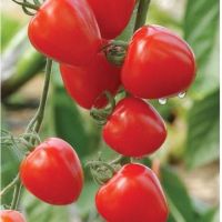 เมล็ด ???มะเขือเทศ ( Tomato Seed ) มีให้เลือก 7 ชนิด จำนวนเมล็ดอยู่ที่รายละเอียดค่ะ