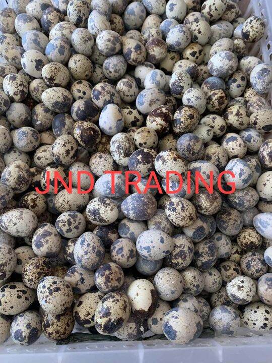 Itlog pugo / Quail egg (100pcs) | Lazada PH