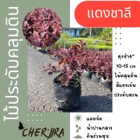 ต้นแดงชาลี ไม้ประดับคลุมดิน สีแดงเข้ม ถุง 4” ขนาด 10-15 CM (สั่งซื้อขั้นต่ำ 5 ต้น คละได้)