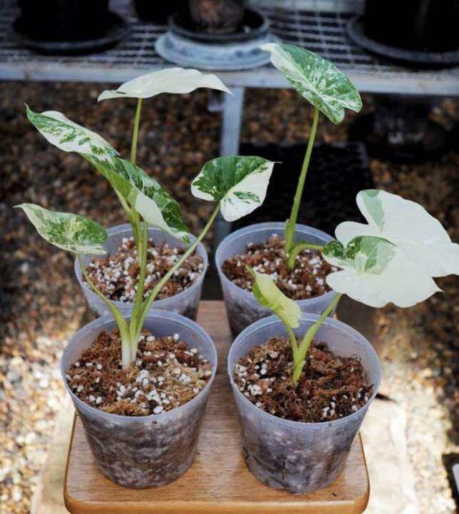 ไม้ด่าง-บอนหูช้างด่างขาว-alocasia-gageana-albo-variegated-คัดต้นด่างแล้วส่ง-ไม่ต้องลุ้น-กระถาง4นิ้วรากเดินดี-ต้นหูช้าง-ช้างขาว-ต้นช้างขาว-หูช้างด่าง-รอดแล้วรากเดินดี-รดน้ำวันละครั้ง-ชอบที่ล่มรำไร-ไม่ค