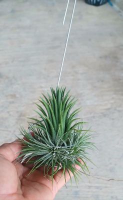 Tillandsia ionantha stricta ไม้ฟอกอากาศ  ส่งพร้อมลวดแขวน