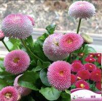 เมล็ดอิงลิชเดซี่ คละสี 50 เมล็ด  English Daisy Mixed