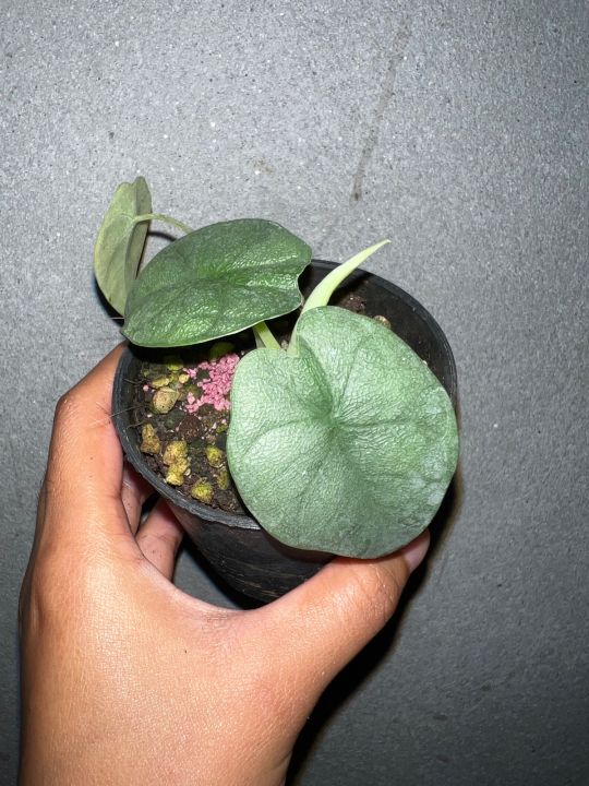 alocasia-melo-อโลคาเซีย-เมโล-ใบแข็งสวยเหมือนพลาสติก