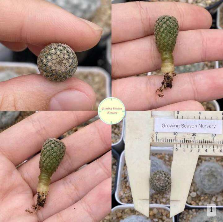 mamm20-mammillaria-hermosana-seedling-ไม้เพาะเมล็ด-แคคตัส-กระบองเพชร-ต้นไม้-แมม-แมมมิลลาเรีย-แมมมิลาเรีย