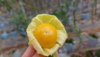 เคพกูสเบอร์รี่ (Cape Gooseberry)