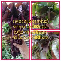 กล่องละ3สายพันธุ์ซากุระไวท์,เบย์ฮารุกะ,ส้มโอกินาว่า กล่องละ150ยอด