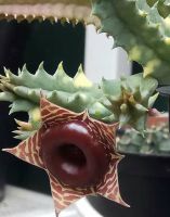 หน่อเด็ดสดเก๋งจีนด่าง huernia zebrina variegata