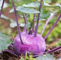 เมล็ดพันธุ์ กะหล่ำ ปม สีม่วง (Purple Vienna Kohlrabi Seed) บรรจุ 100 เมล็ด