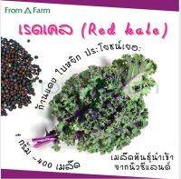 Form a Farm | ฟอร์มอะฟาร์ม เมล็ดคะน้าเคล เรดเคล 1g. ~400 เมล็ด เคลแดงรัสเซี่ยน red russian kale