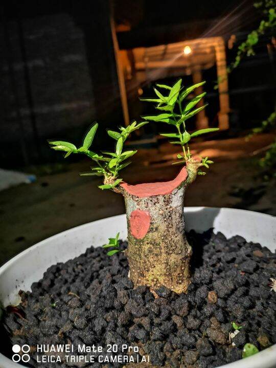 Bahan Bonsai Anting Putri Juara