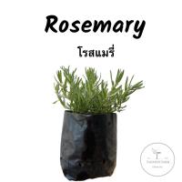 Rosemary rosemary โรสแมรี่ ในถุงเพาะรากเดินดี สมุนไพรฝรั่งเครื่องเทศฝรั่ง กลิ่นหอมพร้อมลงกระถางได้เลย