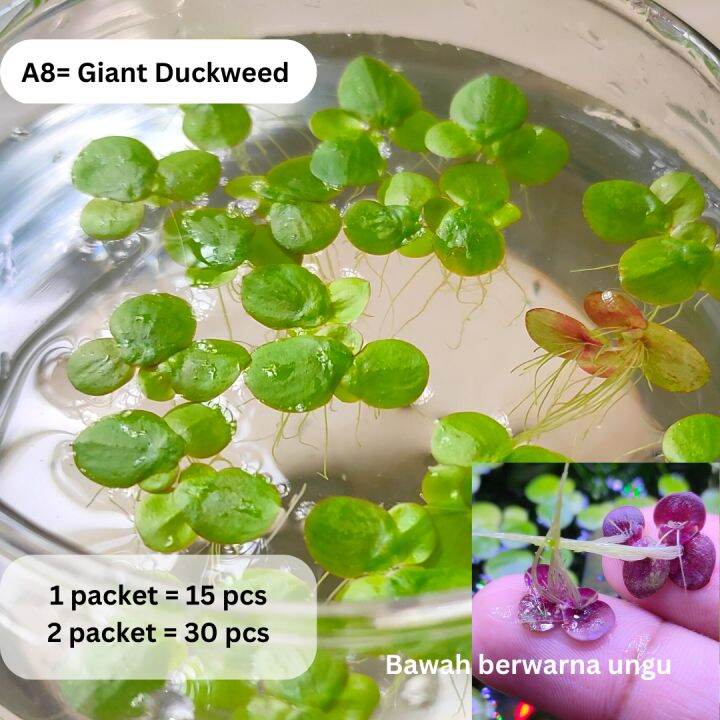 Giant Duckweed 