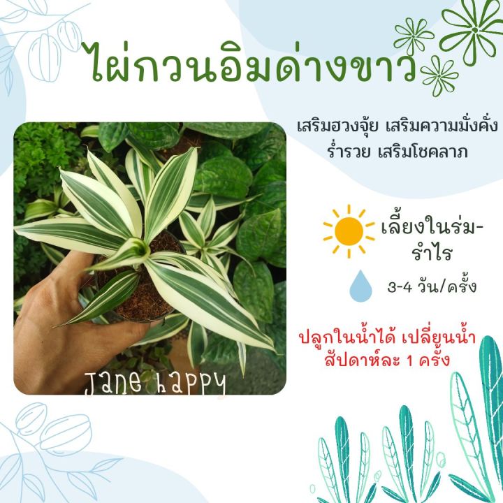 ไผ่กวนอิมด่างขาว-ในกระถาง-3-นิ้ว