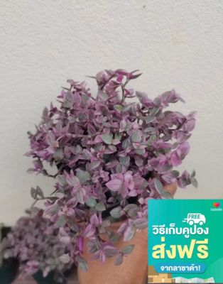 ต้นไม้สีชมพู 🌱 ริบบิ้นชาลี หรือ Callisia repens ส่งแบบในรูป กระถาง 4 นิ้ว 🙏🏻เป็นไม้พุ่มขนาดเล็ก ลำต้นอวบน้ำ ขยายพันธ์ได้ด้วยวิธีการปักชำ สามารถปลูกในดินไม้อวบน้ำหรือดินแคคตัสก็ได้