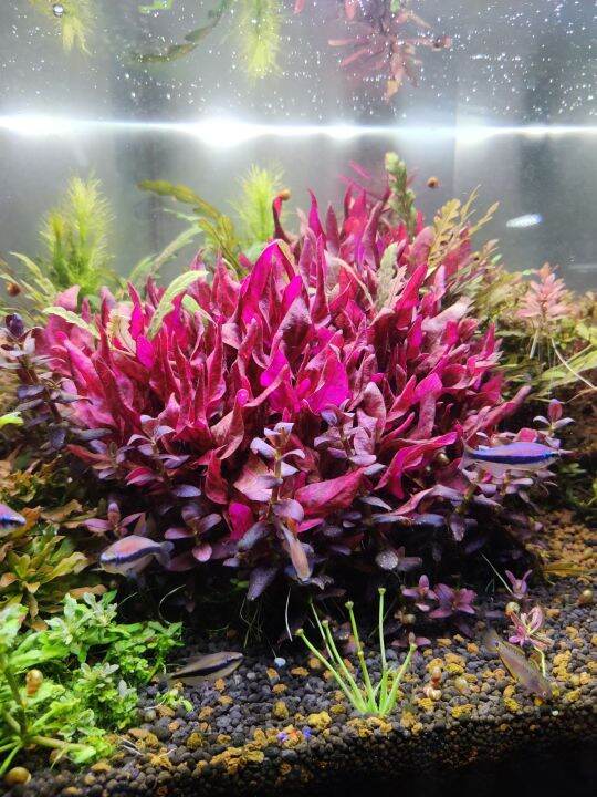 Aquatic Plants Alternanthera Reineckii Variegated Lazada
