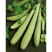 เมล็ดพันธุ์ แตงกวายาว แตงกวาอาเมเนียน (Armenian Yard long Cucumber Seed) บรรจุ 10 เมล็ด