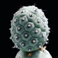 เทปโรแคคตัส หรือ ไข่มังกร ?? (Tephrocactus Geometricus)